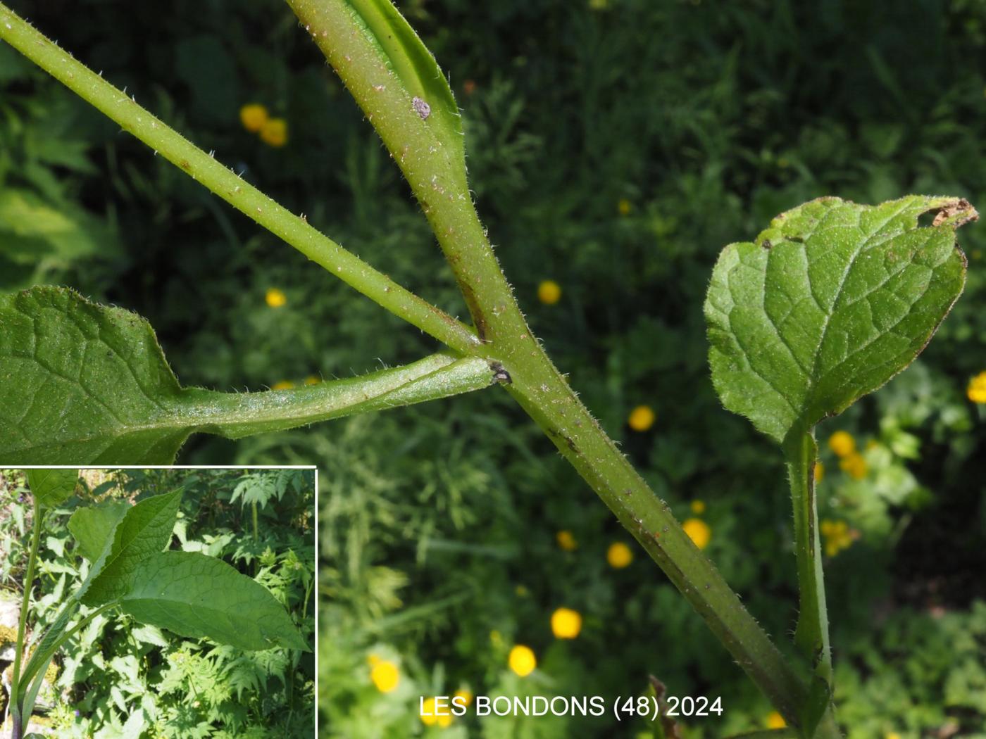 Comfrey, Wisley Blue leaf